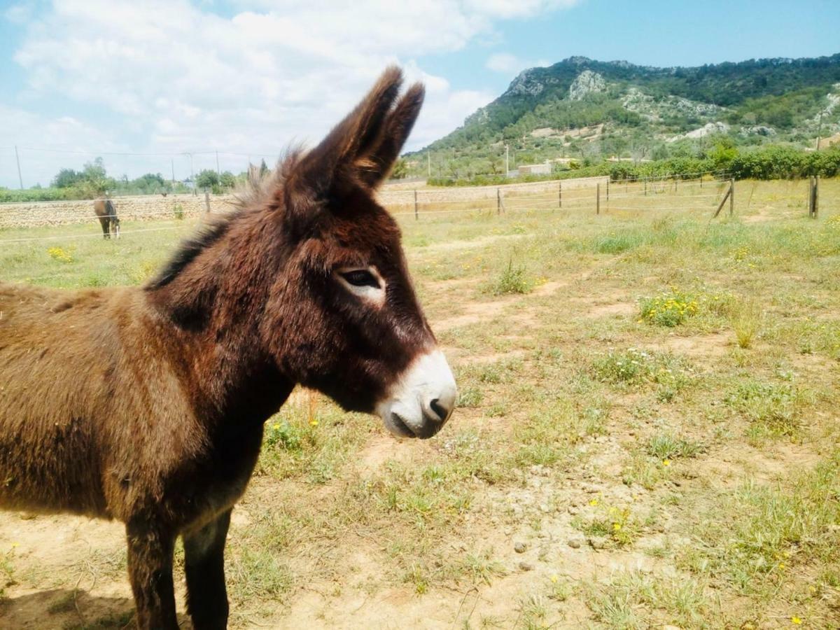 Paulino (adults Only) Landhuis *